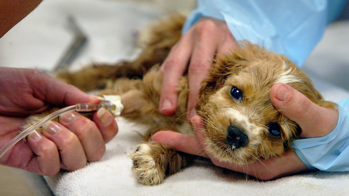 ALERTE, ÉPIDÉMIE DE PARVOVIROSE CANINE