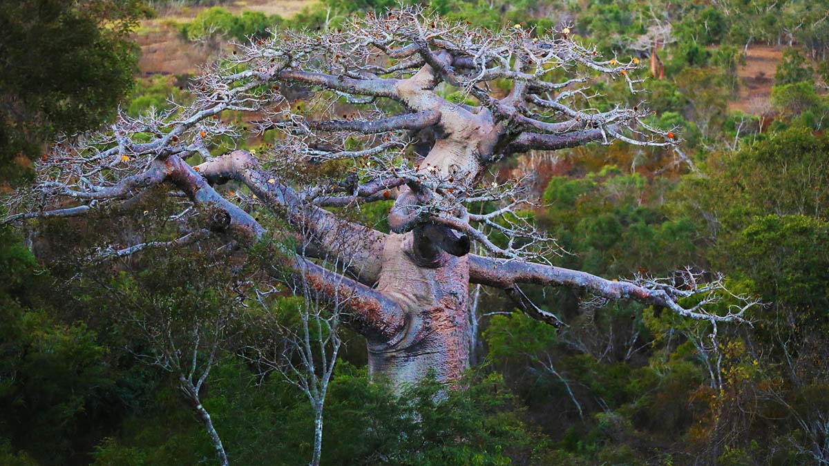 RENIALA, LA MÈRE DE LA FORÊT