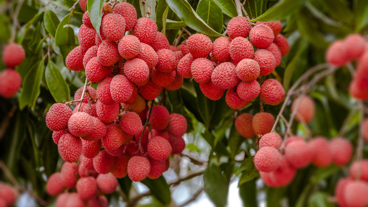 LE LITCHI DE MADAGASCAR, C’EST PARTI POUR 2020