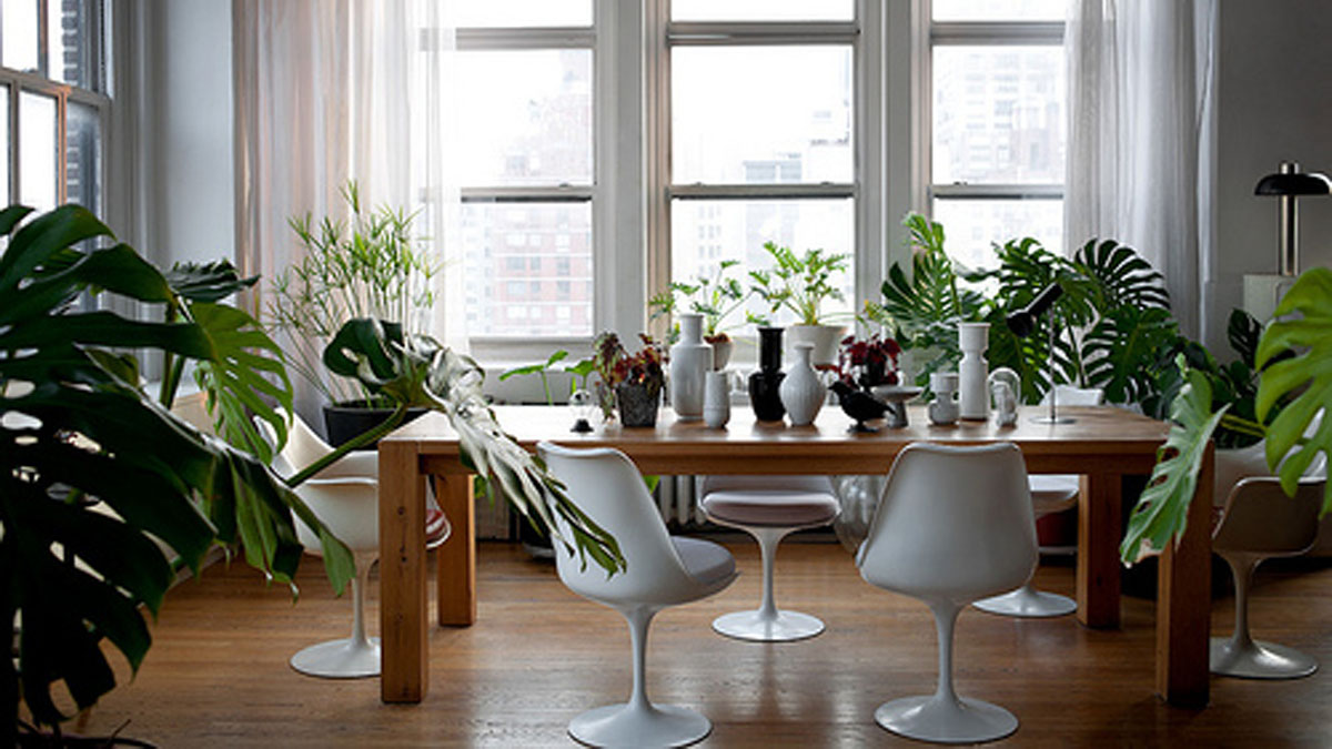 LES BIENFAITS DES PLANTES D’INTÉRIEUR