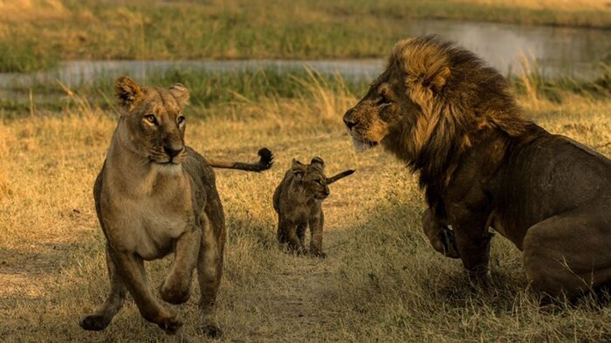 LES LIONS DU BOTSWANA : SURVIVRE DANS LA SAVANE
