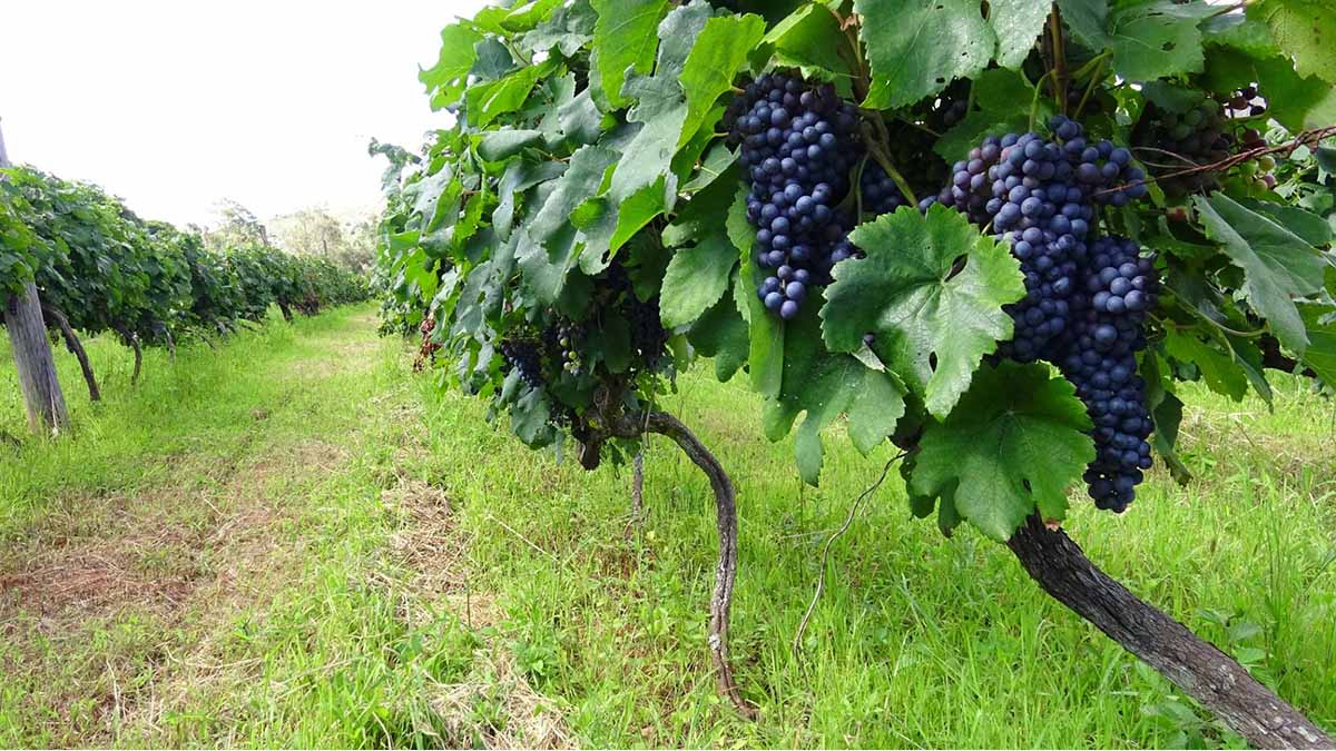 UN SÉJOUR AU DOMAINE CLOS MALAZA